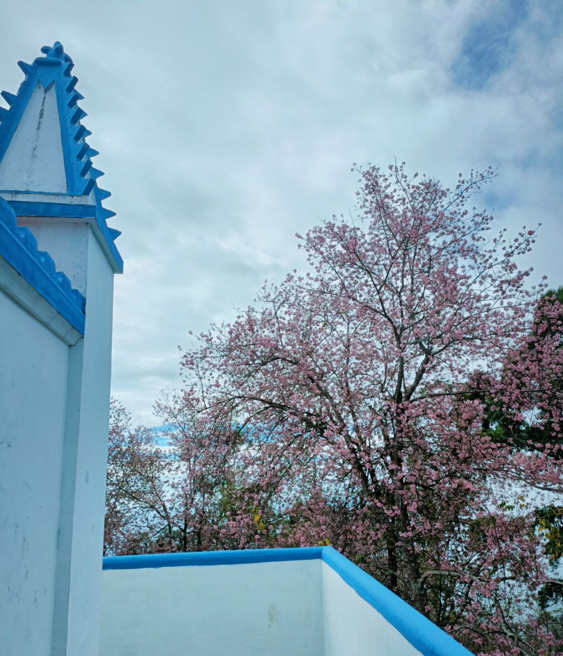 Vattakanal's lush green forests and misty mountains